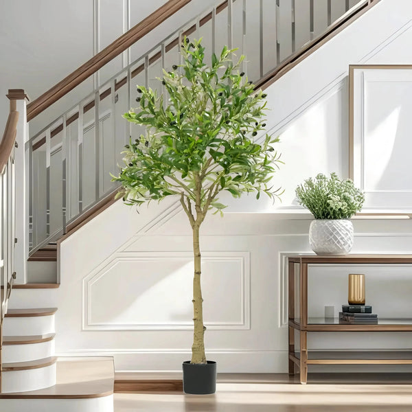 🌿 Mediterranean Olive Tree™