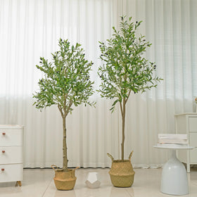 🌿 Mediterranean Olive Tree™